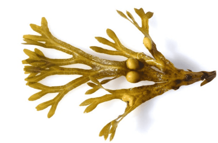 Benefits of Bladderwrack